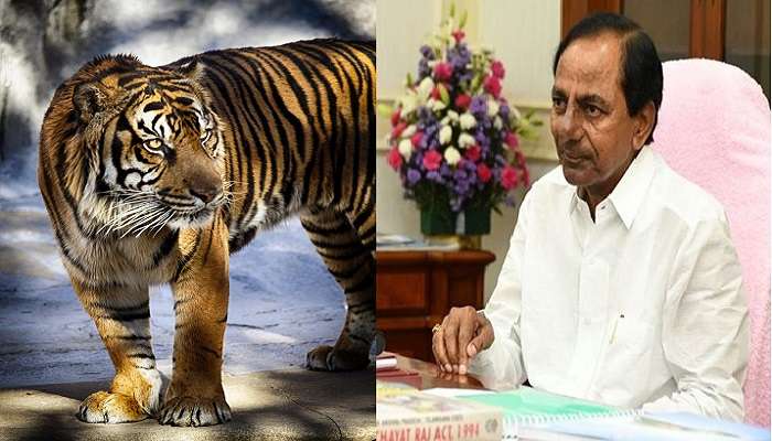 పులిరాజాల సంఖ్యను గణనీయంగా పెంచిన కేసీఆర్ సర్కార్ !! పులిరాజాల సంఖ్యను గణనీయంగా పెంచిన కేసీఆర్ సర్కార్ !!
