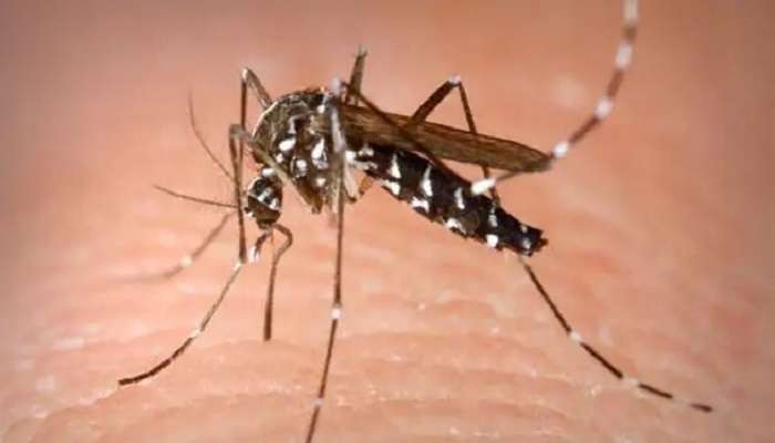 దోమలపై ఢిల్లీ సర్కార్ దండయాత్ర ; తెలుగు రాష్ట్రాల్లోనూ ఇదే తరహా డిమాండ్ !! దోమలపై ఢిల్లీ సర్కార్ దండయాత్ర ; తెలుగు రాష్ట్రాల్లోనూ ఇదే తరహా డిమాండ్ !!