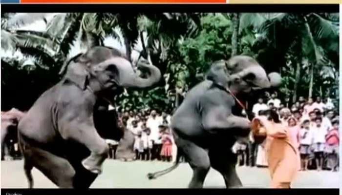 Elephants takes revenge on villagers for elephant`s death