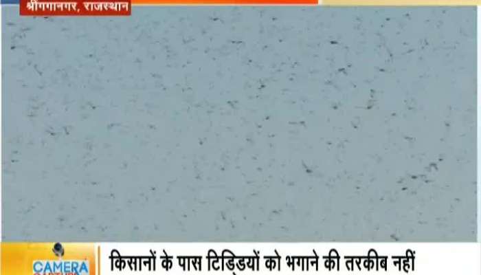 Locusts damaging crops in Rajastan, Gujarat ; Farmers in locusts troubles