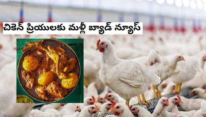 Bird flu in Kerala : కరోనా పోకముందే బర్డ్ ఫ్లూ వైరస్.. 13,000 కోళ్లను వధించేందుకు సిద్ధం