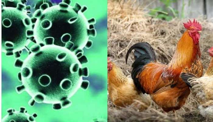 Covid-19 impact: మళ్ళీ పెరిగిన చికెన్, గుడ్డు ధరలు.... Covid-19 impact: మళ్ళీ పెరిగిన చికెన్, గుడ్డు ధరలు....