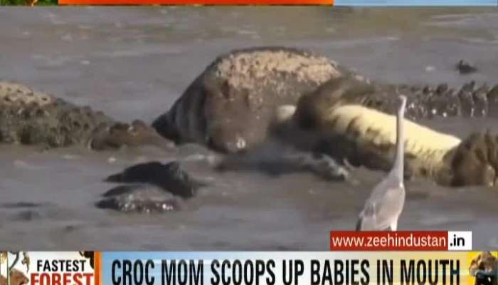 Crocodiles hunting the prey and giving birth to kids through eggs