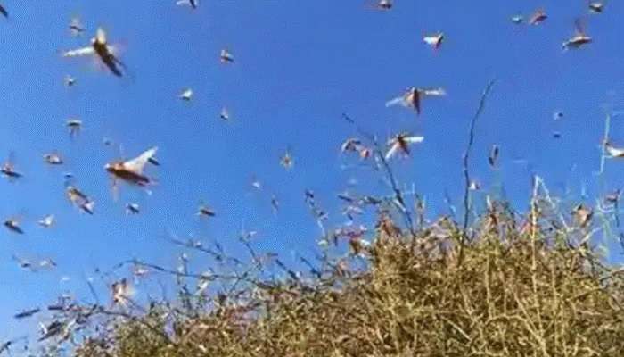 Locust attacks: యూపీలో మిడతల బీభత్సం.. 16 జిల్లాల్లో అలర్ట్