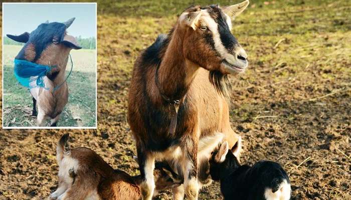 Goats Quarantined : పశువుల కాపరికి కరోనా…50 మేకలు క్వారంటైన్