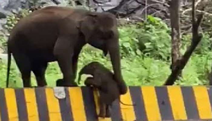 Elephant Viral Video: పిల్ల ఏనుగుకు డివైడర్ ఎక్కడం నేర్పించిన తల్లి ఏనుగు
