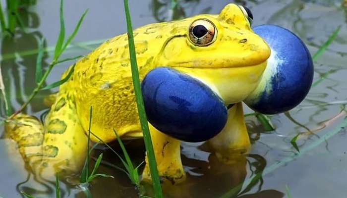 Indian Bullfrog: రంగులు మార్చే కప్పను చూశారా ?