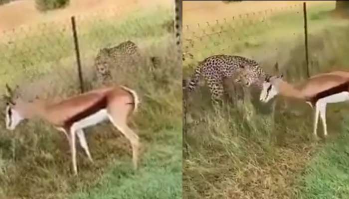 Cheetah Video: చిరుత విండో షాపింగ్.. వీడియో వైరల్