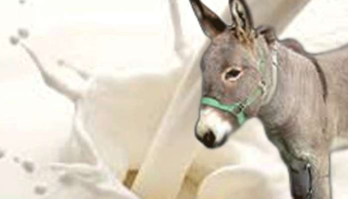 Donkey Milk: త్వరలో గాడిద పాల డెయిరీ ప్రారంభం