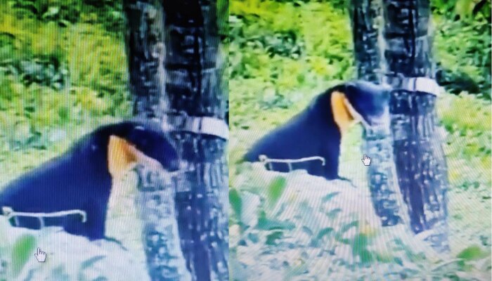 Rare Animal in Western Ghats: అత్యంత అరుదైన జంతువిది..పేరేంటో తెలుసా Rare Animal in Western Ghats: అత్యంత అరుదైన జంతువిది..పేరేంటో తెలుసా