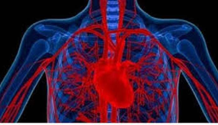 Blood Circulation: రక్త శుభ్రత, రక్త ప్రసరణ మెరుగుదల ఎలా ? Blood Circulation: రక్త శుభ్రత, రక్త ప్రసరణ మెరుగుదల ఎలా ?