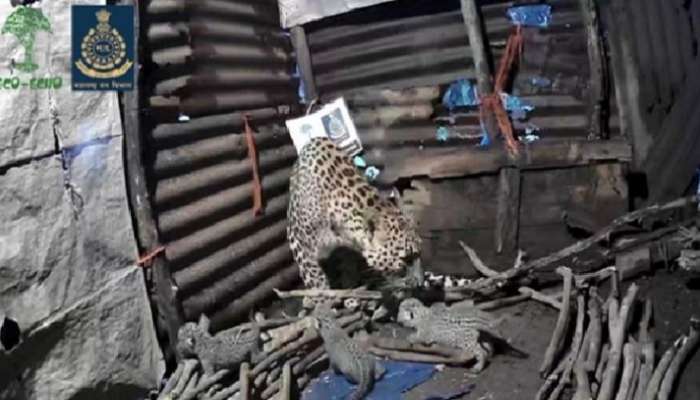 Leopard: గుడిసెలో నాలుగు పిల్లలకు జన్మనిచ్చిన చిరుత