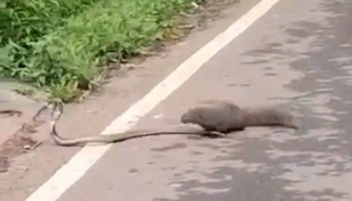 Viral Video: పాము ముంగీస మధ్య నడిరోడ్డుపై భీకర పోరు Viral Video: పాము ముంగీస మధ్య నడిరోడ్డుపై భీకర పోరు