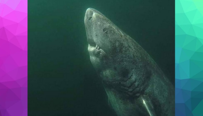 The Shark: ఆ మహాసముద్రంలో కనుగొన్న ఆ సొరచేపకు..మనిషి వయస్సుకు సంబంధమా The Shark: ఆ మహాసముద్రంలో కనుగొన్న ఆ సొరచేపకు..మనిషి వయస్సుకు సంబంధమా