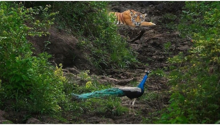 Viral Photos: ఒకే ఫోటోలో జాతీయ పక్షి, జాతీయ జంతువు..ఆశ్చర్యపోతున్న నెటిజెన్స్