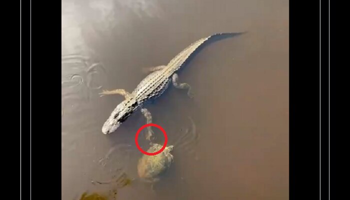 Turtle hi-fives alligator: మొసలికి హై-ఫైవ్ ఇచ్చిన తాబేలు Turtle hi-fives alligator: మొసలికి హై-ఫైవ్ ఇచ్చిన తాబేలు