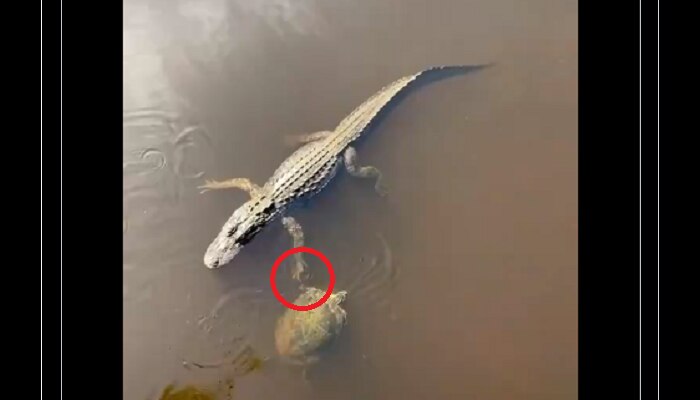 Turtle hi-fives alligator: మొసలికి హై-ఫైవ్ ఇచ్చిన తాబేలు