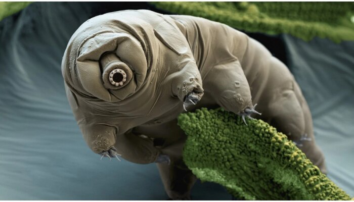 Water Bear: ఇదోక మొండి జీవి...కరువు, వరదలు, మంచు తుపానులు కూడా ఏమీ చేయలేవు