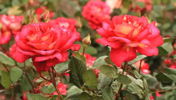 Roses For Health: గులాబీ పూవుల వల్ల ఎన్ని లాభాలో, ఔషధ గుణాలు తెలుసుకోండి