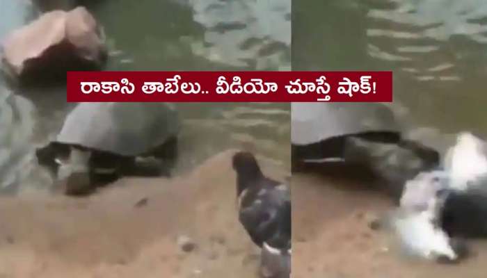 Turtle Kills Pigeon: పావురాన్ని క్షణాల్లో చంపిన తాబేలు.. వైరల్ వీడియో