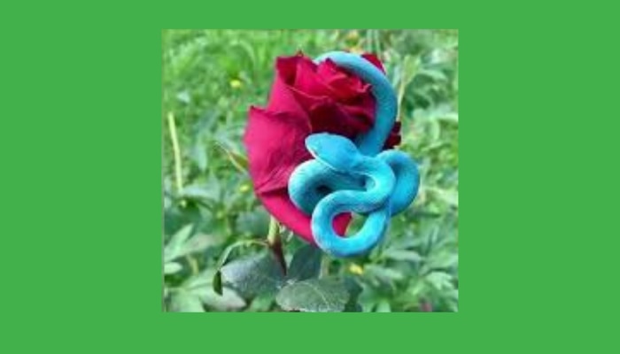 Blue Snake: ఎంత ముద్దుగా ఉందో..అంత విషం కూడా Blue Snake: ఎంత ముద్దుగా ఉందో..అంత విషం కూడా