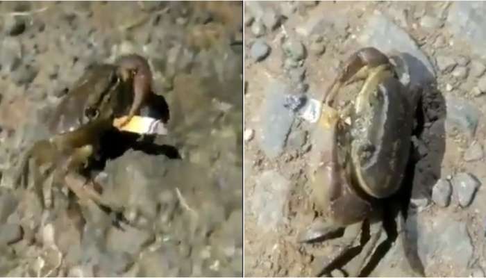 Crab Smoking Video: దర్జాగ సిగ‌రెట్ తాగుతున్న పీత : నెటిజన్లు షాక్