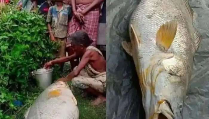 Bhola Fish: చేప చిక్కి.. బామ్మకి అదృష్టం తలుపుతట్టింది