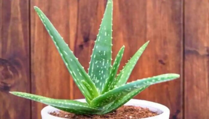 Aloe Vera Side Effects: అలోవెరా ఎక్కువ తీసుకుంటే సమస్యలు తప్పవు! Aloe Vera Side Effects: అలోవెరా ఎక్కువ తీసుకుంటే సమస్యలు తప్పవు!