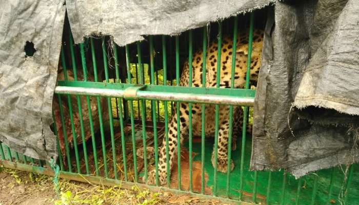 Leopard: ఎట్టకేలకు చిక్కిన చిరుత