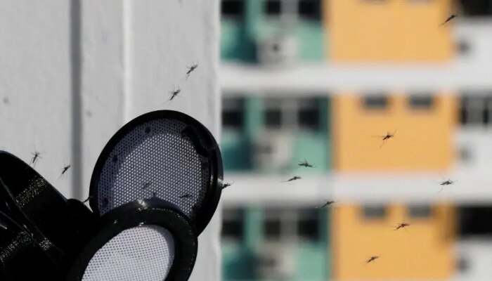 Mosquito Control: దోమల వల్ల ఇబ్బంది పడుతున్నారా ? అయితే ఇలా చేసి చూడండి!