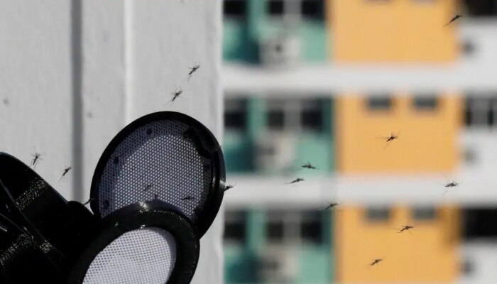 Mosquito Control: దోమల వల్ల ఇబ్బంది పడుతున్నారా ? అయితే ఇలా చేసి చూడండి! Mosquito Control: దోమల వల్ల ఇబ్బంది పడుతున్నారా ? అయితే ఇలా చేసి చూడండి!