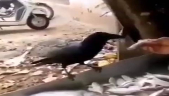 Viral Video: ఈ కాకి బుద్ధిని చూస్తే మెచ్చుకోకుండా ఉండలేరు Viral Video: ఈ కాకి బుద్ధిని చూస్తే మెచ్చుకోకుండా ఉండలేరు