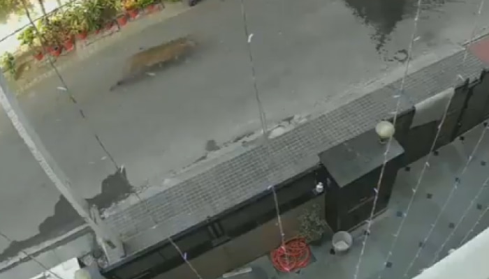Viral Video Of Leopard: ఘాజియాబాద్ వీధుల్లో చిరుత హల్చల్