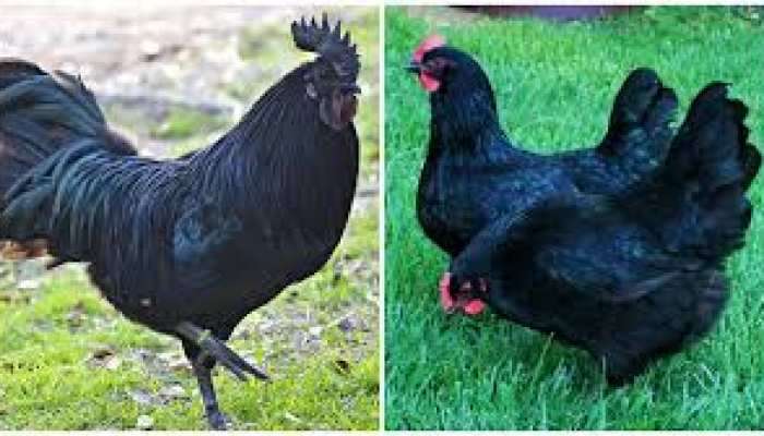 Black chicken:  ఆ కోడి మాంసానికి అంత క్రేజ్ ఎందుకు