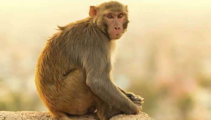 Monkeys Attack on Woman: ఇంట్లోకి ప్రవేశించిన కోతుల దాడి.. మహిళ మృతి