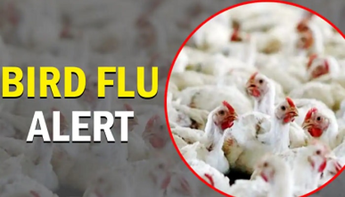 Tips To Avoid Bird Flu: బర్డ్ ఫ్లూ రాకుండా ఉండాలి అంటే..