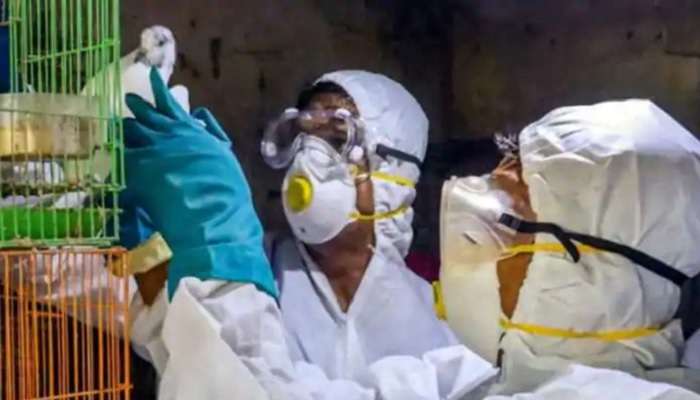 Bird flu: రాజధాని ఢిల్లీలో బర్డ్ ఫ్లూ కలకలం.. 8 శాంపిల్స్ పాజిటివ్