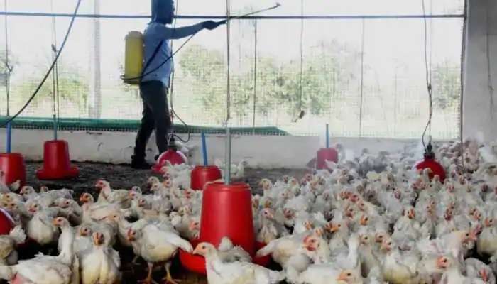 BIrd flu:  ఆ 8 వేల కోళ్లు చంపేయమని ఉత్తర్వులు జారీ