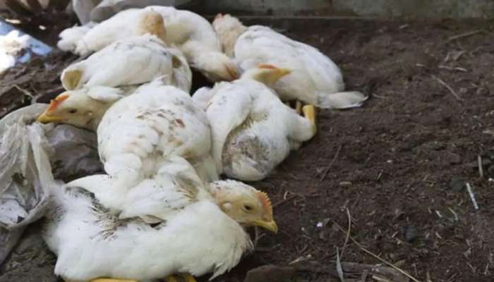 Bird Flu: మహారాష్ట్రలో విజృంభిస్తున్న బర్డ్ ఫ్లూ