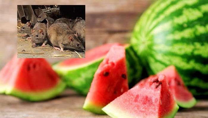 Eating watermelon: ఇద్దరు చిన్నారుల ప్రాణం తీసిన పుచ్చకాయ, ఎలుకల మందు