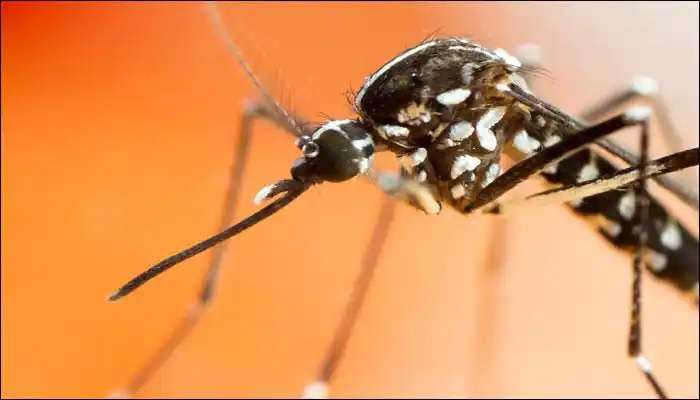 Dengue in Delhi: డెంగ్యూ రూపంలో దేశ రాజధాని ఢిల్లీకు మరో ముప్పు