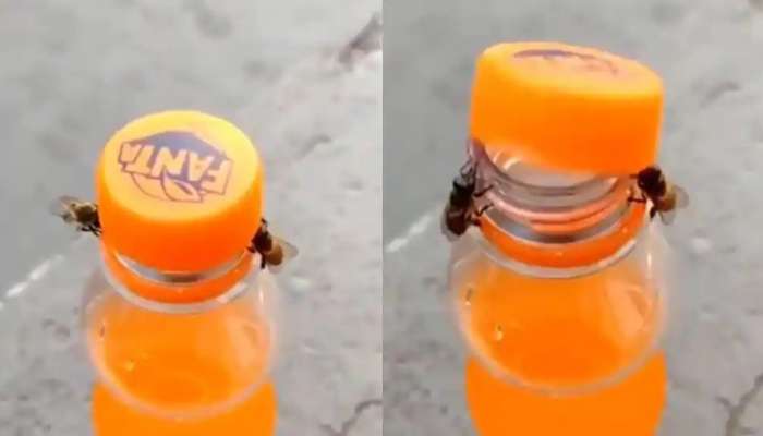 Bees Viral News: తేనెటీగల్ని చూసి మనుషులు నేర్చుకోవాలట, వైరల్ అవుతున్న టీమ్ వర్క్ థీమ్