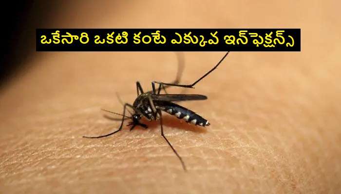 Dengue cases in Hyderabad: హైదరాబాద్‌లో పెరుగుతున్న డెంగ్యూ కేసులు