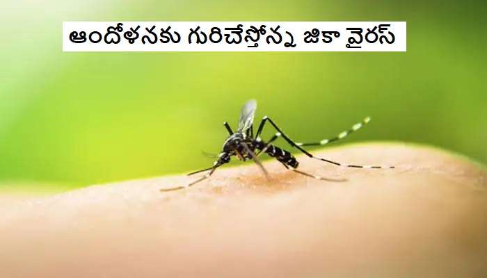 Zika Virus cases: కేరళలో జికా వైరస్.. థర్డ్ వేవ్ రాకముందే మరో వైరస్