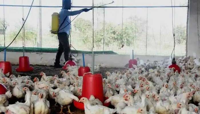 First bird flu death case: బర్డ్ ఫ్లూతో బాలుడు మృతి.. దేశంలో తొలిసారిగా మనిషికి బర్డ్ ఫ్లూ
