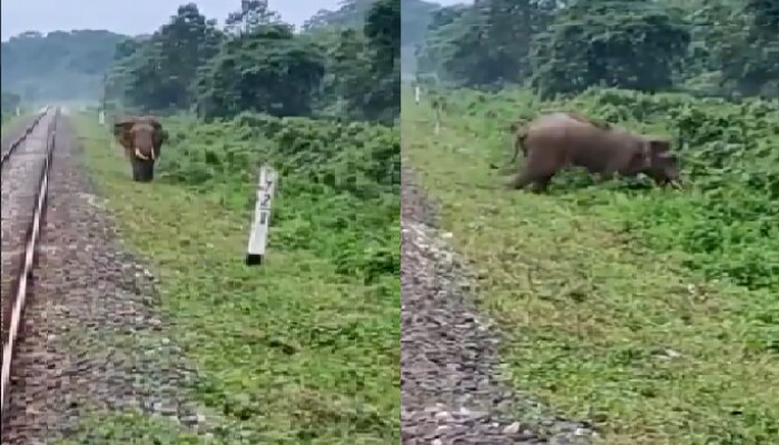 Viral Video: రైలుకు ఎదురుగా దూసుకొస్తున్న ఏనుగు... తరువాతేం జరిగింది..??