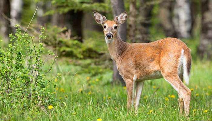 Deer Tested Corona positive: ప్రపంచంలో తొలిసారిగా జింకకు కరోనా వైరస్