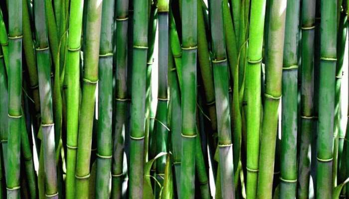 Bamboo Plants: ఏడేళ్లలో 17 లక్షల ఆదాయం సంపాదించే పంట, ఎలాగంటే