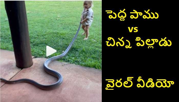 Snakes viral videos: రెండేళ్ల పిల్లాడు రెండు మీటర్ల పాము తోక పట్టుకుని.. వైరల్ వీడియో..