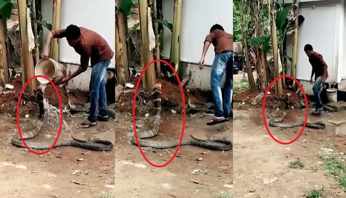 Man Gave water to King Cobra: బాప్రే.. ఈడు మగాడ్రా బుజ్జి.. కింగ్ కోబ్రాకే నీళ్లు తాగించాడు..!!